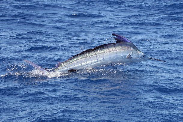 Marlin dream comes true